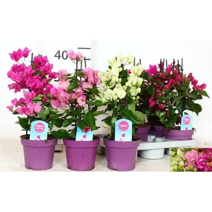 Bougainvillea Overig