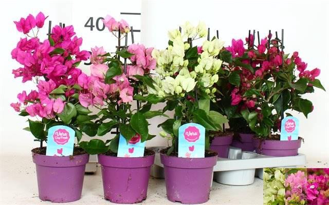 <h4>Bougainvillea Overig</h4>