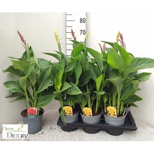 CANNA CANNOVA GEM