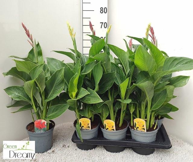 <h4>CANNA CANNOVA GEM</h4>