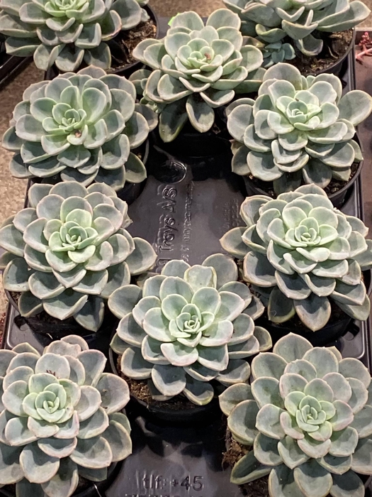 Blechnum Silver Lady