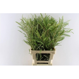 GREVI IVANHOE BRONZE