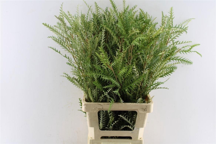 <h4>GREVI IVANHOE BRONZE</h4>