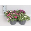 Perkplanten 19 cm Petunia Divers