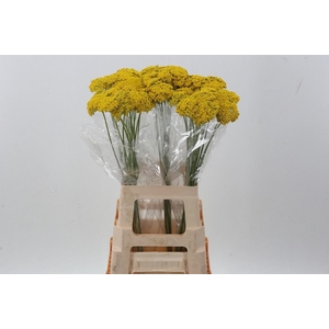 Achillea Parker Variety