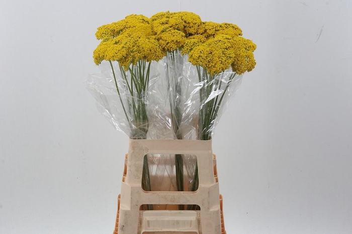 <h4>Achillea Parker Variety</h4>
