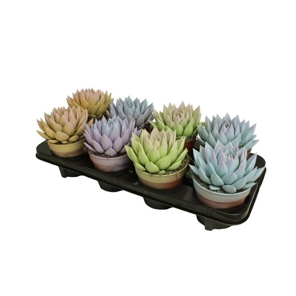 <h4>Echeveria bicoloured pastel mix</h4>