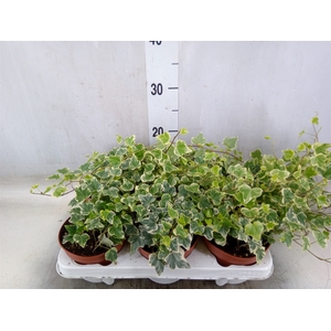 Hedera helix 'White Wonder'