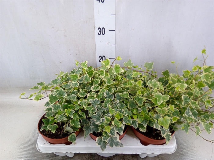 <h4>Hedera helix 'White Wonder'</h4>