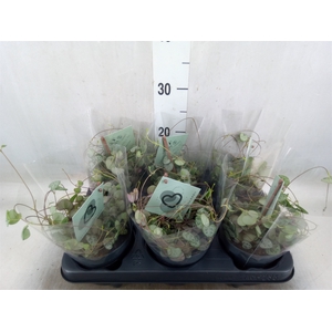 Ceropegia woodii ssp. woodii