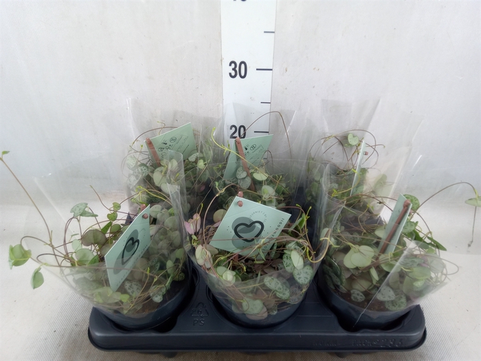 <h4>Ceropegia woodii ssp. woodii</h4>
