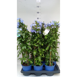 Plumbago auriculata