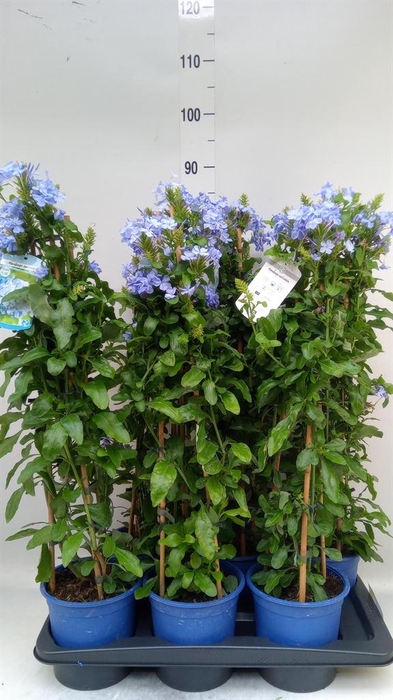 <h4>Plumbago auriculata</h4>