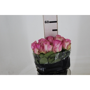 ROSA CANDY AVALANCHE 050 CM ESTUFA
