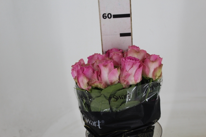 ROSA CANDY AVALANCHE 050 CM ESTUFA