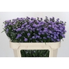 Aster Baby Blue