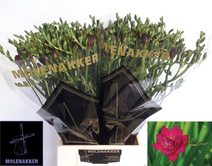 <h4>Freesia du Adele</h4>