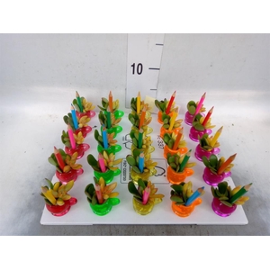 Arr.  Succulents L%
