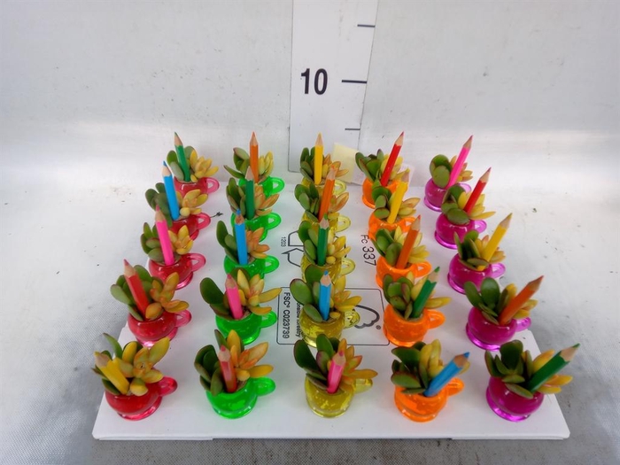 <h4>Arr. Succulents L%</h4>
