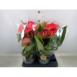 Anthurium andr. 'Casparo'