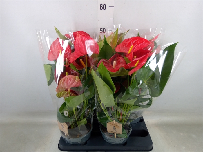 <h4>Anthurium andr. 'Casparo'</h4>