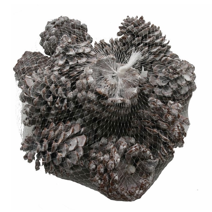 <h4>Pine cone Pinus Pinea 9cm x15</h4>