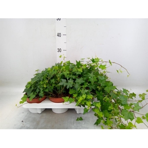 Hedera   ...green leafed