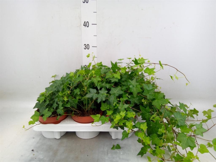 <h4>Hedera   ...green leafed</h4>