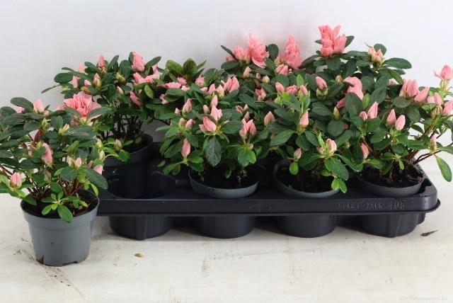 <h4>RHODO SI THESLA</h4>