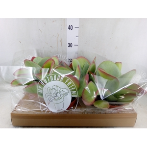 Kalanchoe NF thyrsiflora