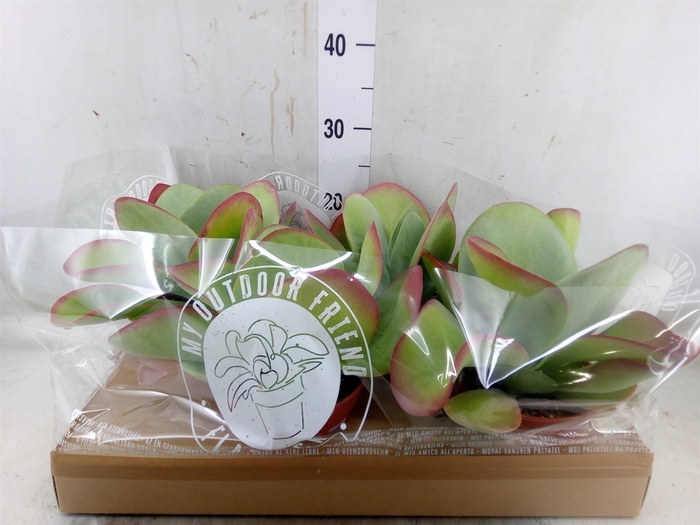 <h4>Kalanchoe NF thyrsiflora</h4>