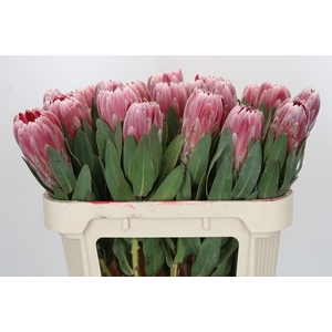 Protea Carnival