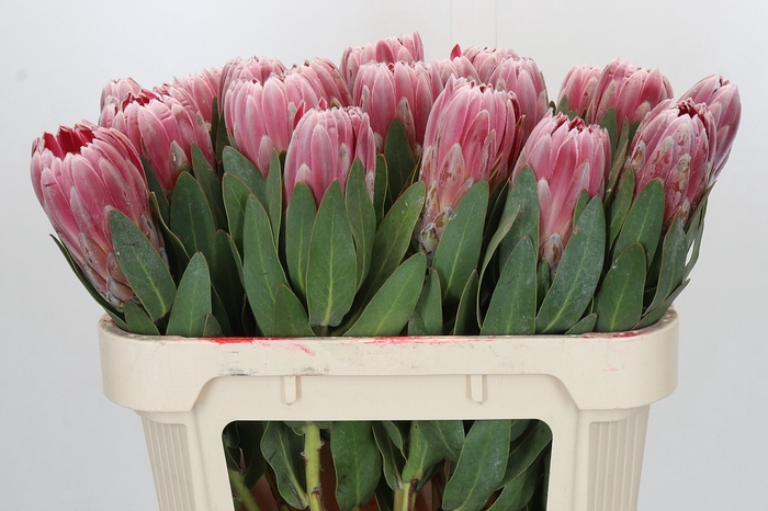 Protea Carnival