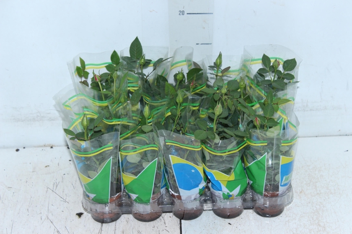 <h4>ROSEIRA MINI P06</h4>