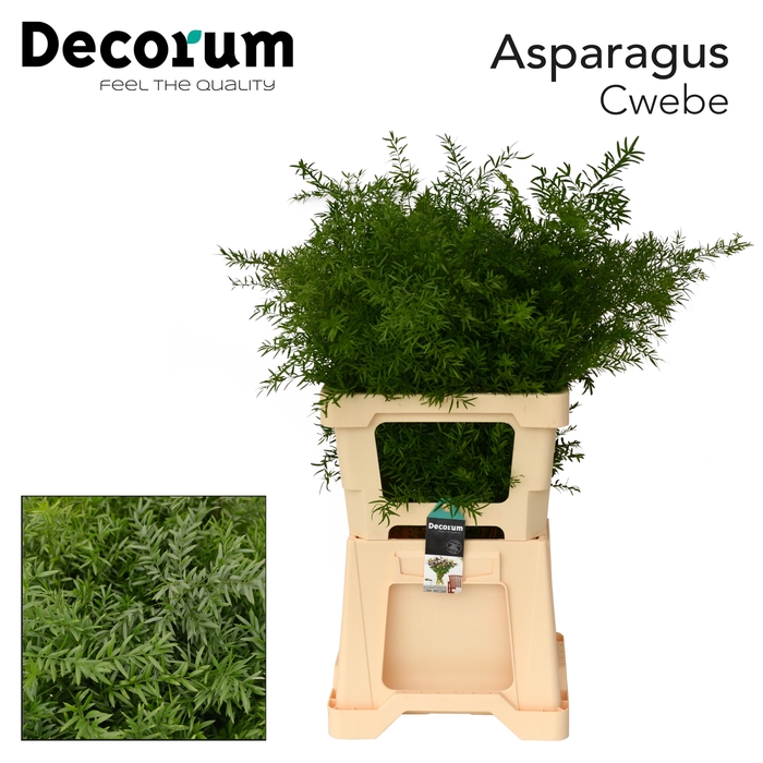 <h4>ASP CWEBE 65cm 996</h4>