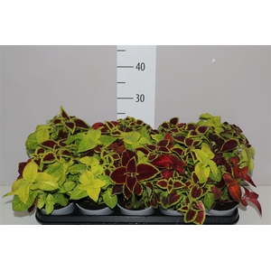 Coleus Wizard Gemengd