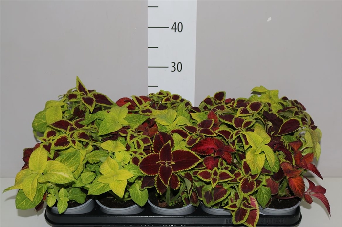 <h4>Coleus Wizard Gemengd</h4>