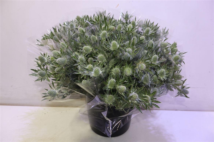 <h4>Eryn Sirius Qstar</h4>