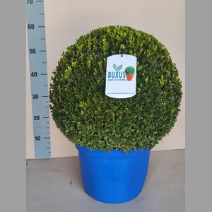 BUXUS SEMPERVIRENS BOL