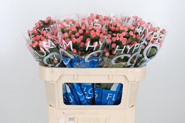 <h4>Hyp Coco Tiamo</h4>