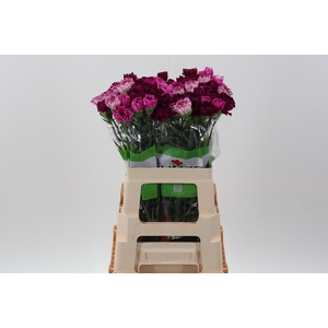 Di St Rainbow Purple  60cm
