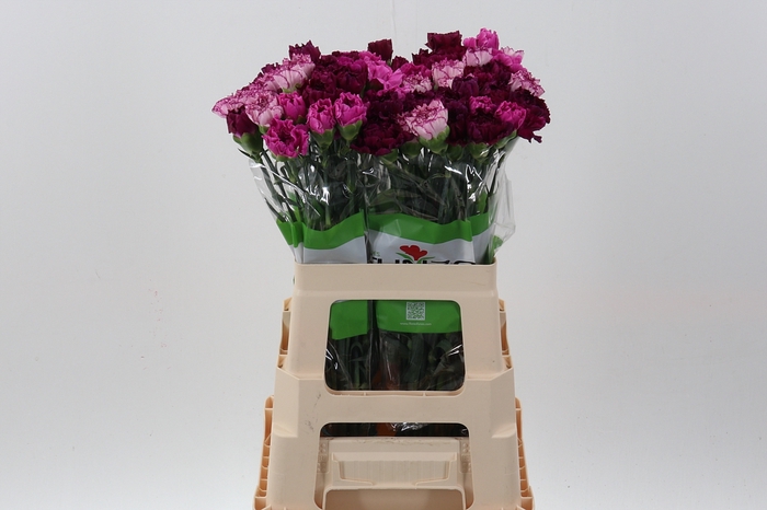<h4>Di St Rainbow Purple  60cm</h4>
