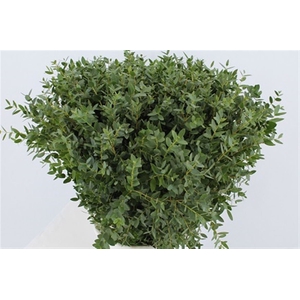 Euca Parvifolia Port 60cm Per Tak