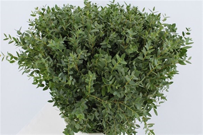 <h4>Euca Parvifolia Port 60cm Per Tak</h4>