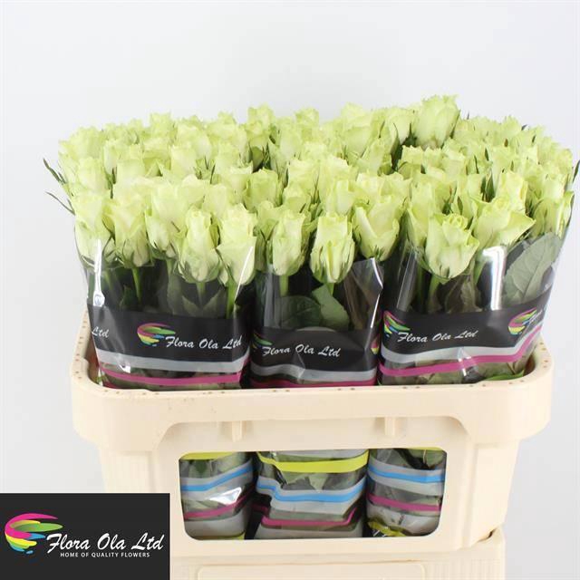 <h4>R GR ATHENA</h4>