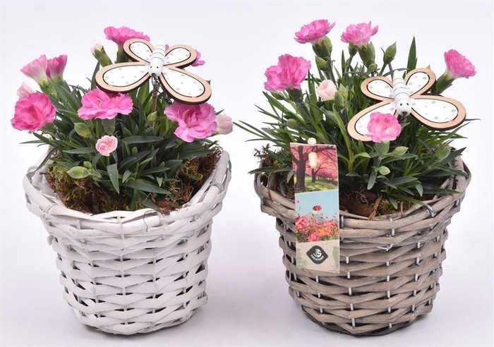 <h4>Wilg mandje met rand 14cm</h4>