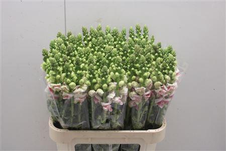 <h4>Antir Poto Appleblos</h4>