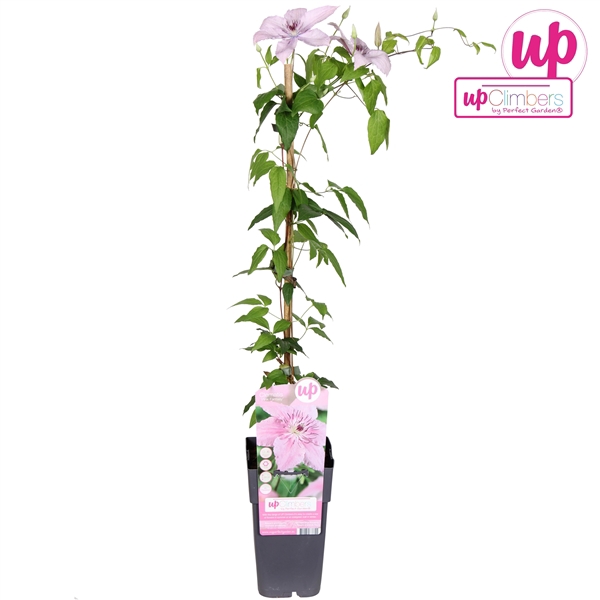 <h4>Clematis Pink Fantasy P15</h4>