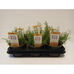 Olijfkruid P12 HERBIO steker