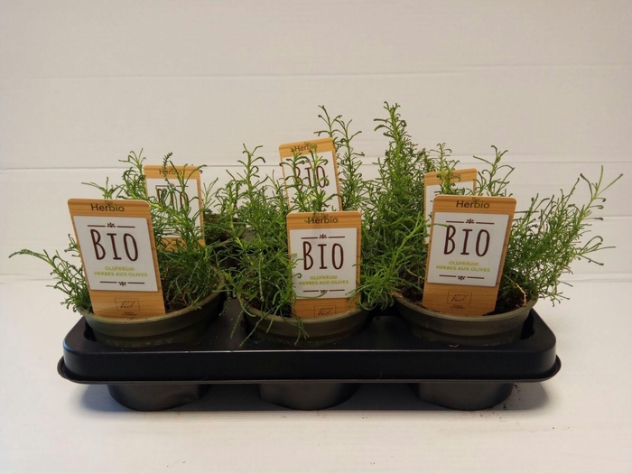 <h4>Olijfkruid P12 HERBIO steker</h4>